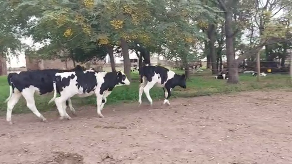 Lote Terneras  - Javier Sattler