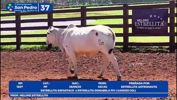 Lote LOTE 37