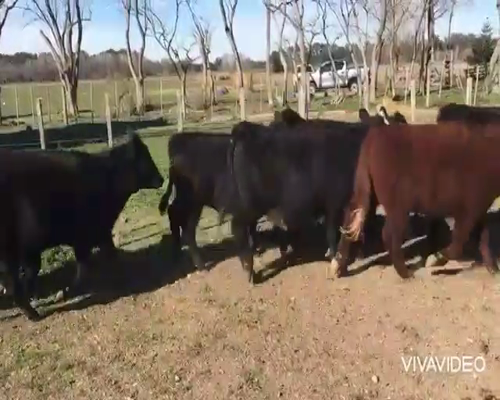 Lote 14 Terneros/as en Brandsen, Buenos Aires