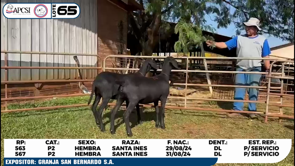 Lote LOTE 65