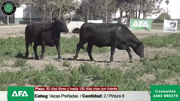 Lote """EL MATACO"" VACAS PREÑADAS