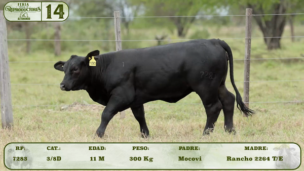 Lote LOTE 14