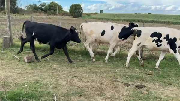 Lote NOVILLOS 1 a 2 AÑOS