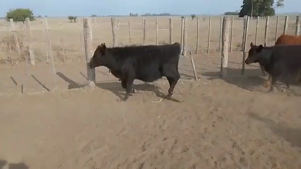 Lote 110 Terneras en Brandsen, Buenos Aires