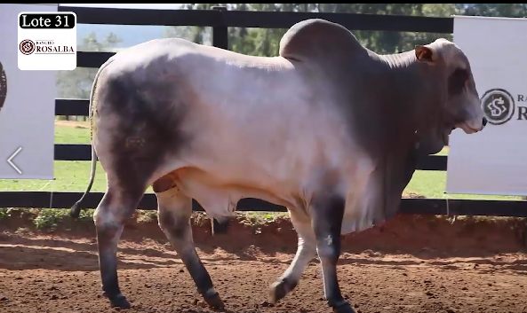 Lote LOTE 31