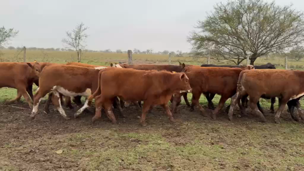 Lote 70 Terneros
