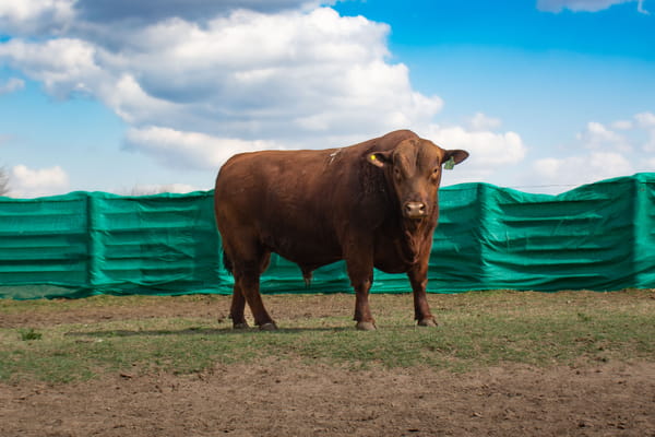 Lote Toros