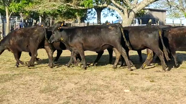 Lote 19 VAQUILLONAS de Sierra de los Olivos