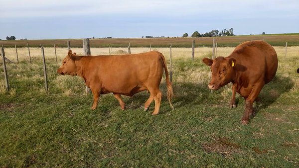 Lote 23 Vaquillonas preñadas en Laprida