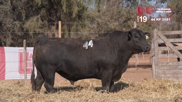 Lote BRANGUS NEGROS 3 AÑOS