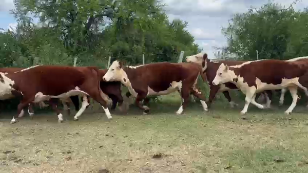 Lote 30 Vacas C/ gtia de preñez