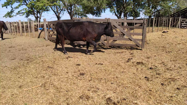 Lote 20 Vacas nuevas C/ gtia de preñez en Cañuelas, Buenos Aires