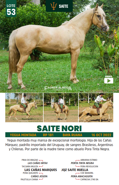 Lote LOTE 53