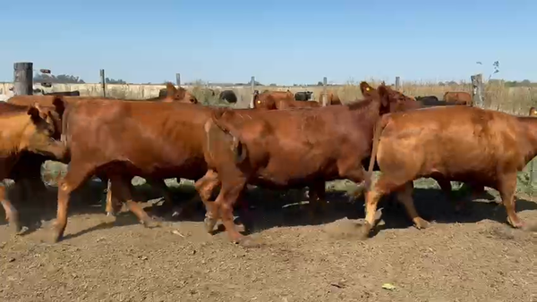 Lote 51 Vacas nuevas C/ gtia de preñez