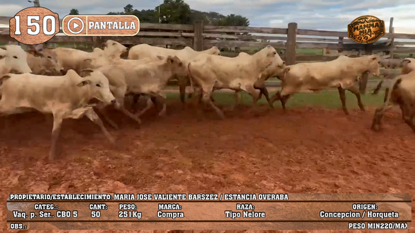Lote LOTE 150 - PANTALLA