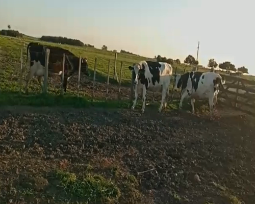 Lote (Vendido)2 Vaquillonas  HO en Panta