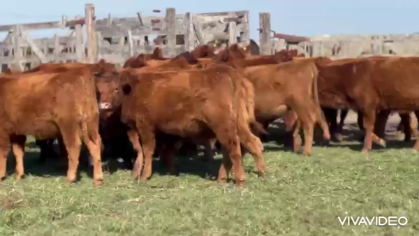 Lote 83 Terneras