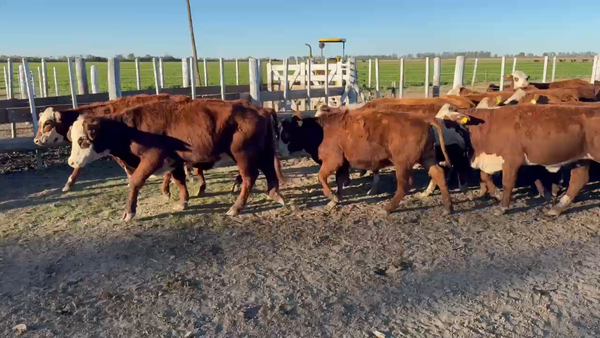 Lote 36 Terneras y Vaquillas Braford en Tacural, Santa Fe