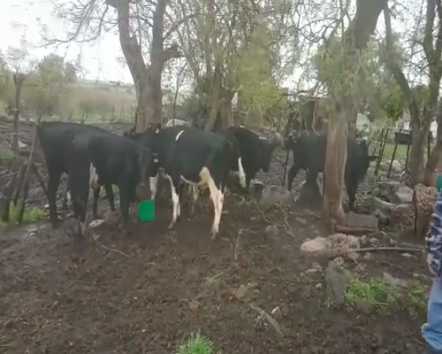 Lote 7 Terneros y Terneras AA 210kg - , San José
