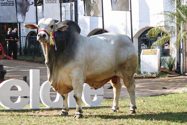 Lote LOTE 39 TORO ELITE A BOZAL