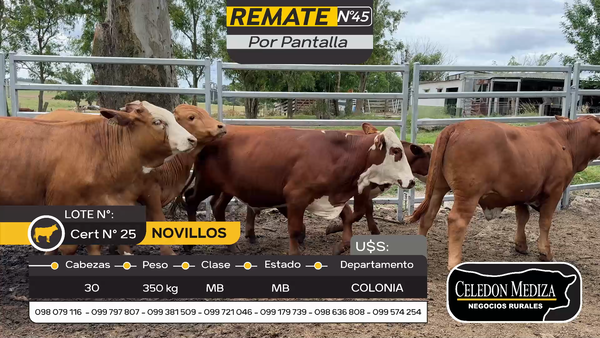 Lote 30 Novillos en Tarariras, Colonia