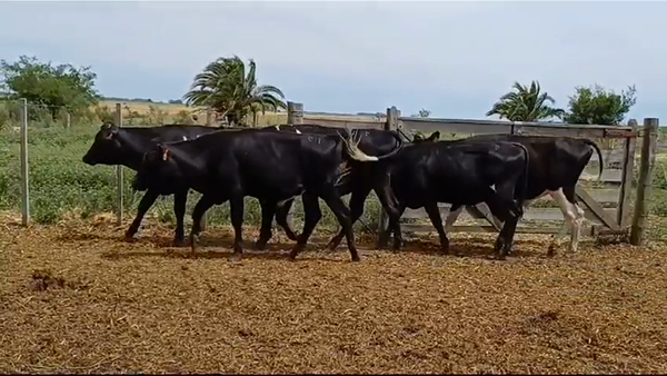 Lote (Vendido)4 Novillos 1 a 2 años HOLANDO/ ANGUS 240kg -  en PIEDRA CHATA
