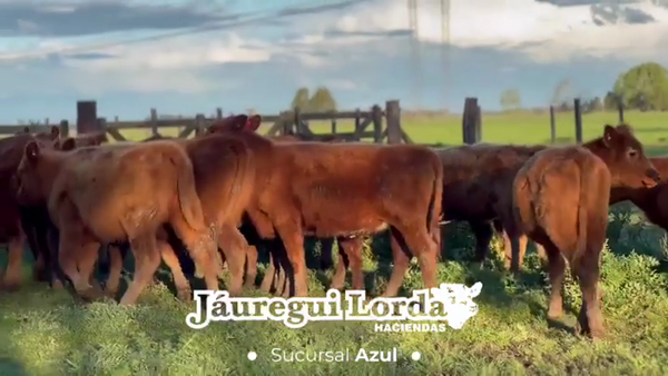 Lote 26 Terneras