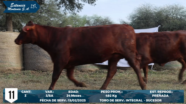 Lote LOTE 11
