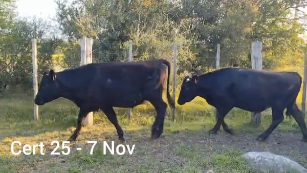 Lote NOVILLOS