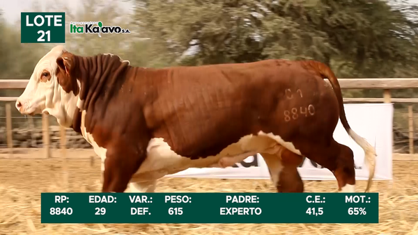 Lote LOTE 21