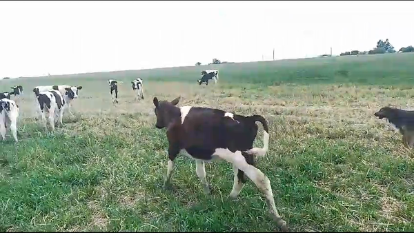 Lote 10 Terneros Holando 120kg -  en Chamizo