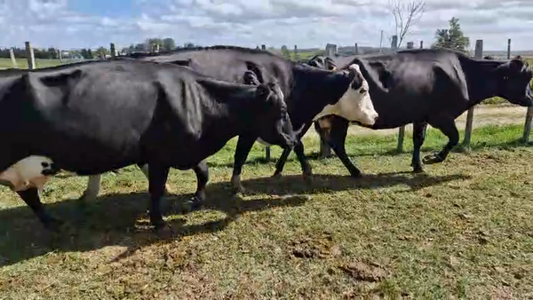 Lote 3 Vaca, San José