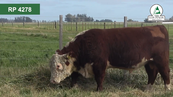 Lote Toros P. HEREFORD en Balcarce