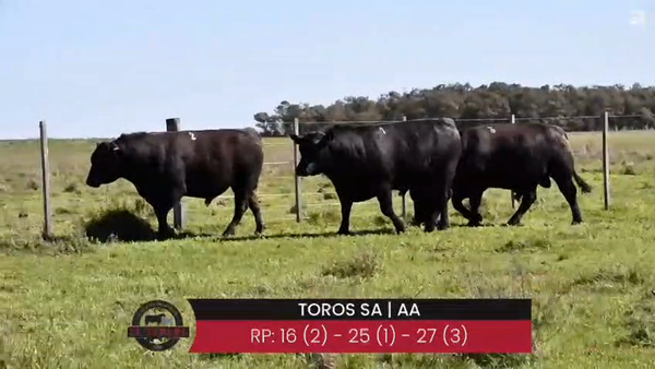 Lote TOROS