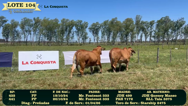 Lote LOTE 104