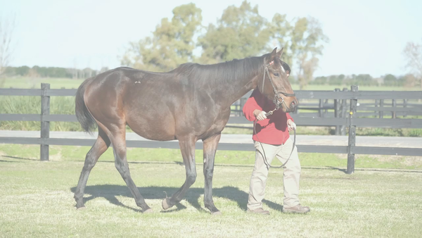 Lote PALMA SOÑADA (TREASURE BEACH - PALMA DEL RIO) Preñez por STORM EMBRUJADO