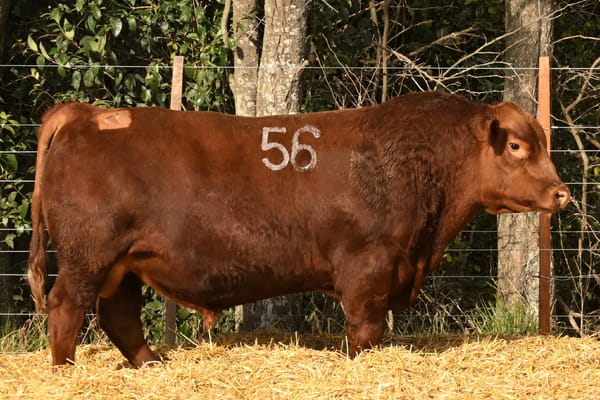 45305 — TOROS ANGUS PC