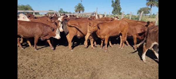 Lote 55 Novillitos y vaquillonas en Villaguay, Entre Ríos