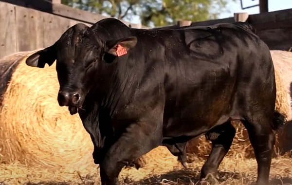 Lote TOROS DE 2 AÑOS