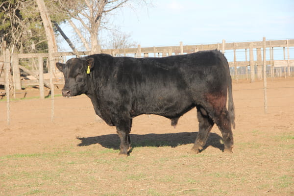 Lote TOROS PUROS DE PEDIGREE