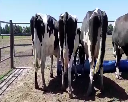 Lote Bossarelli Hermanos