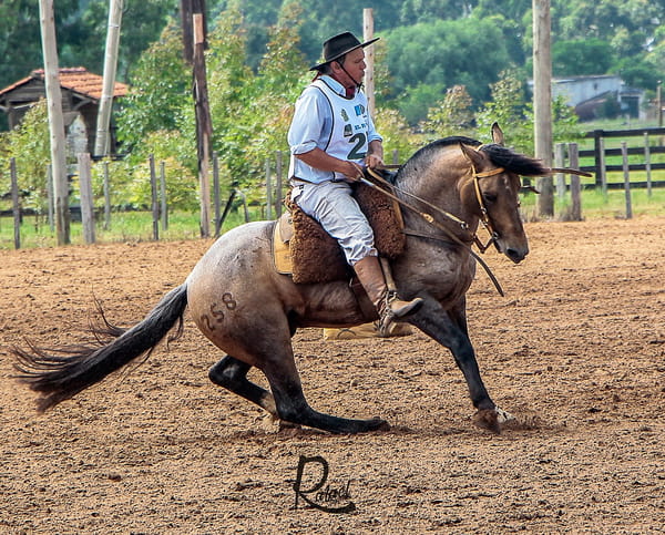 Lote INDIO VAGO DE LOS CARDOS