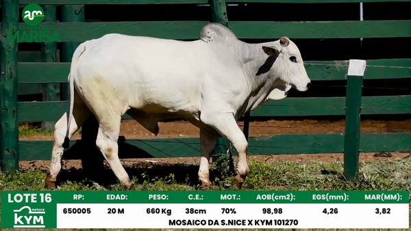 Lote Lote 16