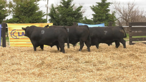 Lote TOROS ANGUS PUROS CONTROLADOS