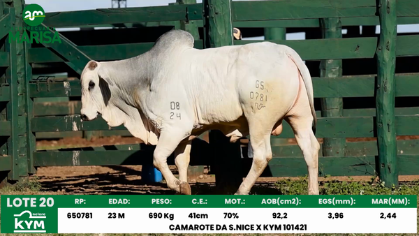 Lote Lote 20