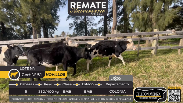 Lote 5 Novillos en Ruta 21, Colonia