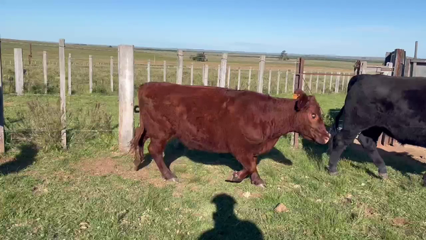 Lote NOVILLOS 2 A 3 AÑOS