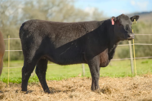 Lote RP 420