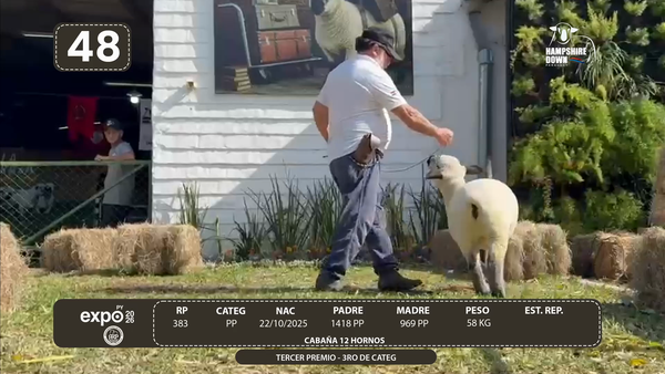 Lote LOTE 48 - BOZAL