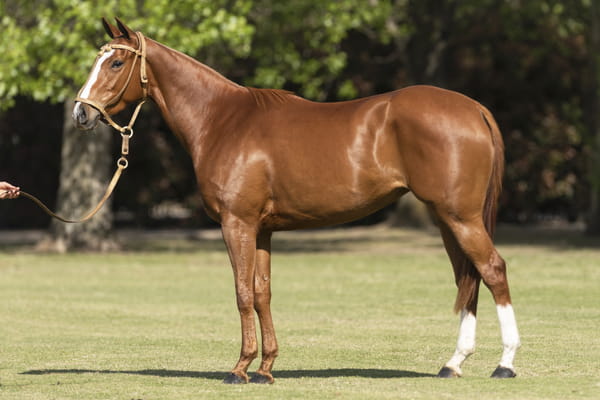 Lote U. JUDIA - T/E (DOLFINA EL MESSI - OPEN ORACION)